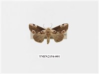 藏品(大斑波紋蛾)的圖片